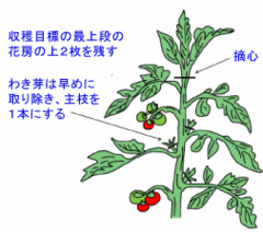 トマト作りの秘伝書 4 芽かき 摘心